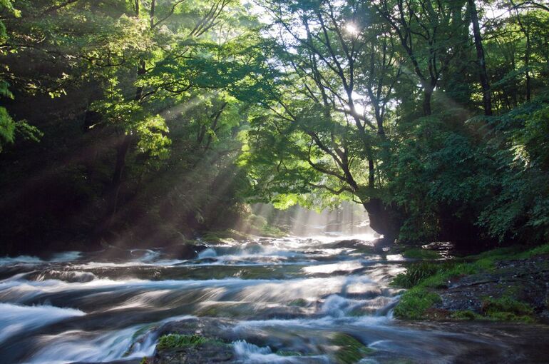 朝画像