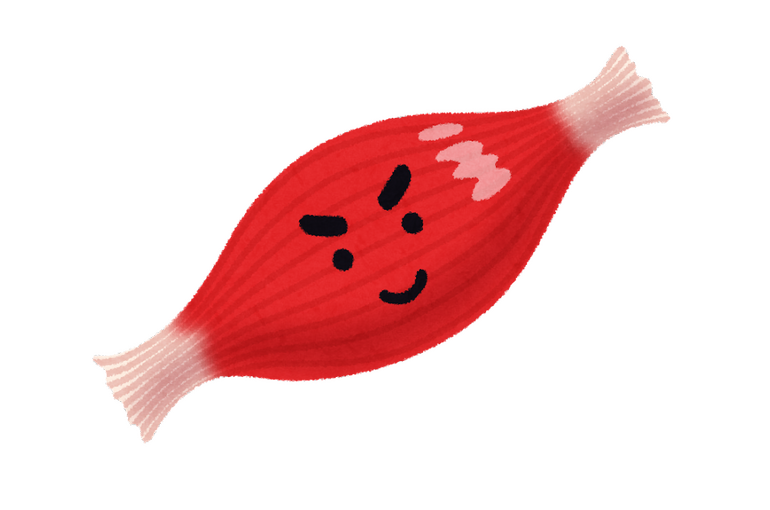 筋肉