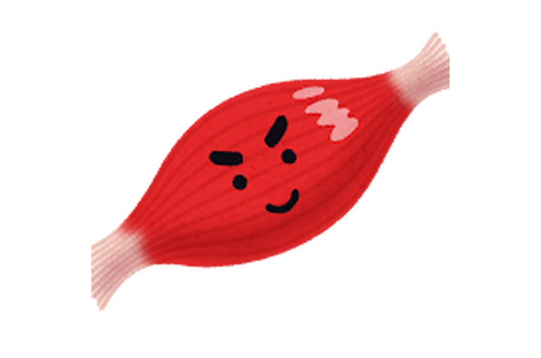 筋肉