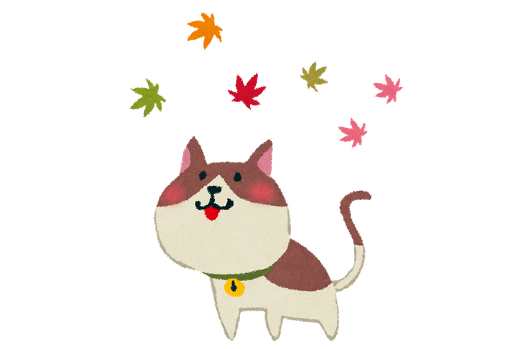 猫