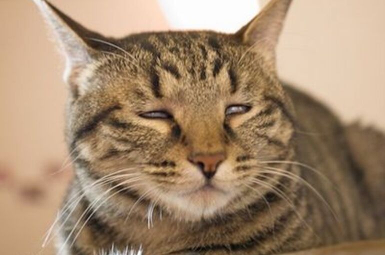 眠い