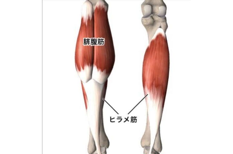 ヒラメ筋