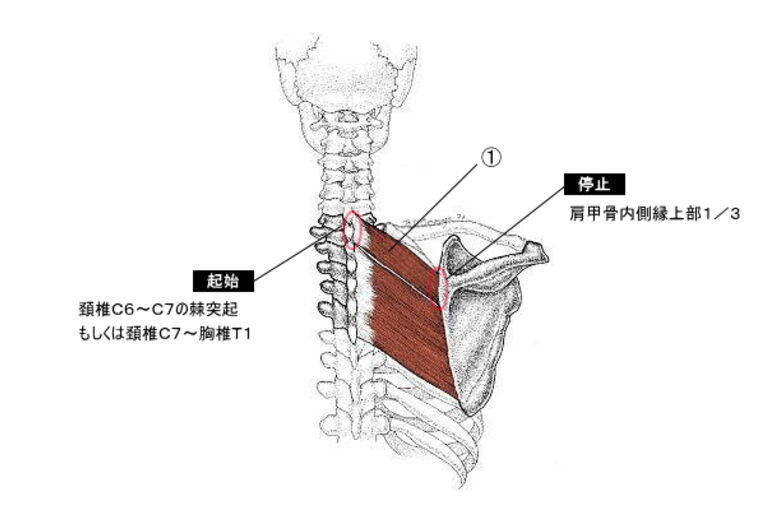 菱形筋