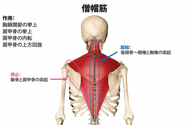 僧帽筋